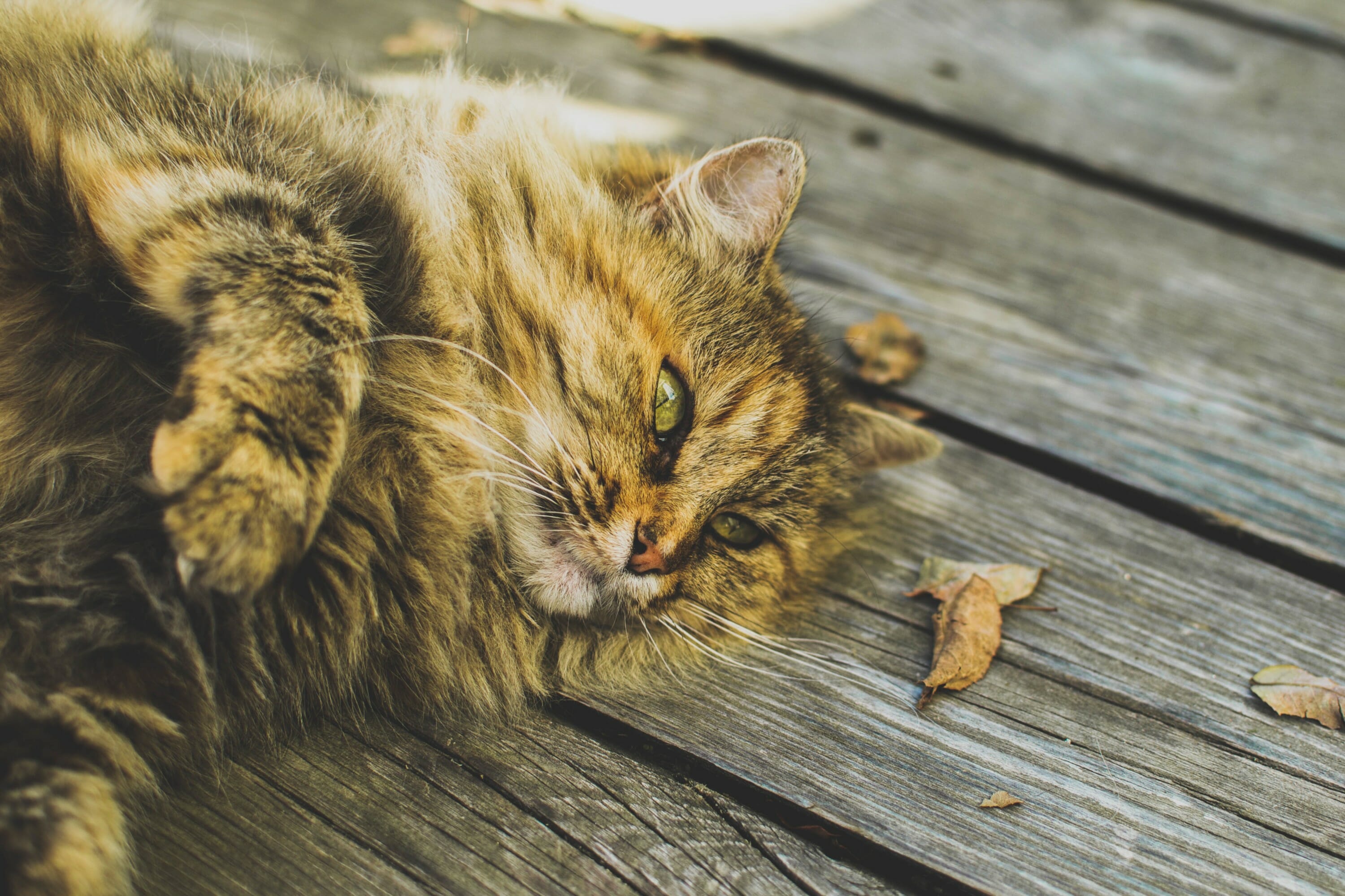 What to Do about Cat Damages Buildium