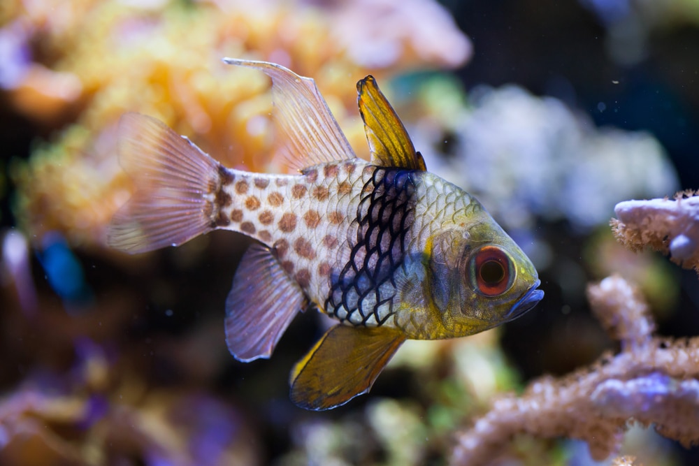 20 Best Saltwater Aquarium Fish (Species Guide for Beginners)