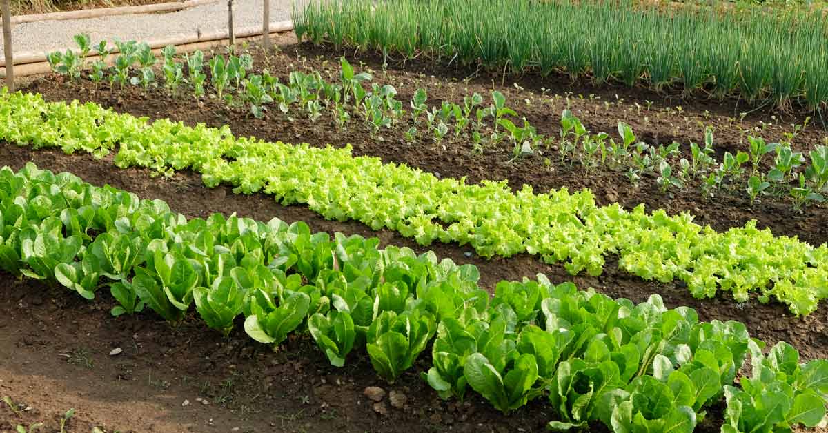 Tuinplan Maken Voor De Moestuin In 5 Gemakkelijke Stappen