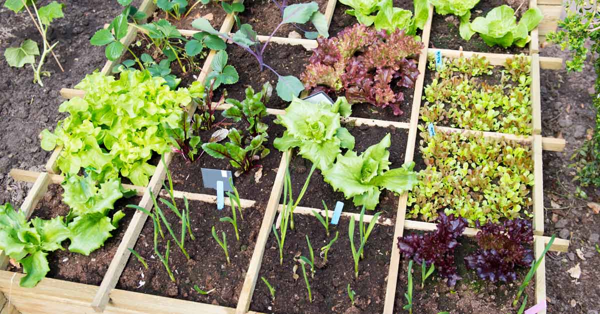 Tuinplan Maken Voor De Moestuin In 5 Gemakkelijke Stappen