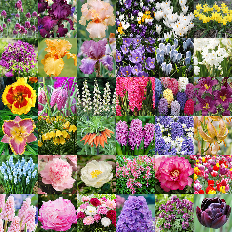 Planting Flower Bulbs in Fall When to Plant Bulbs for Spring Flowers