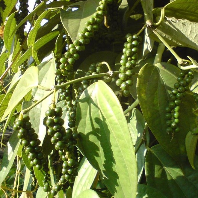 Bulk Black Pepper Xtra Fine