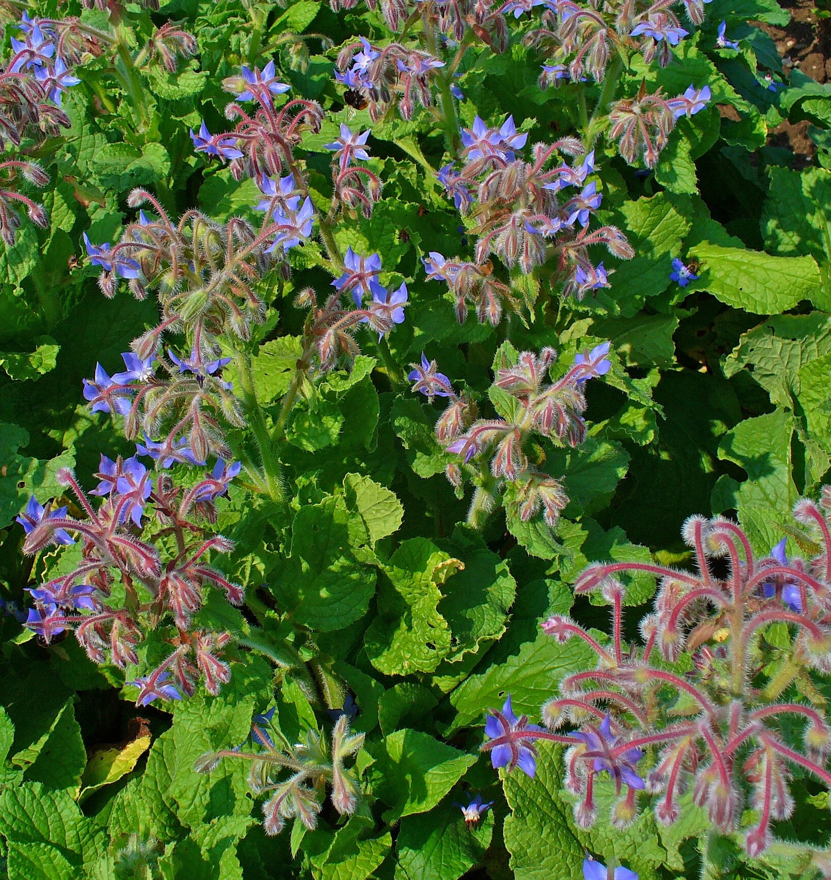 Borage Leaf Flakes Bulk Herbs and Spice