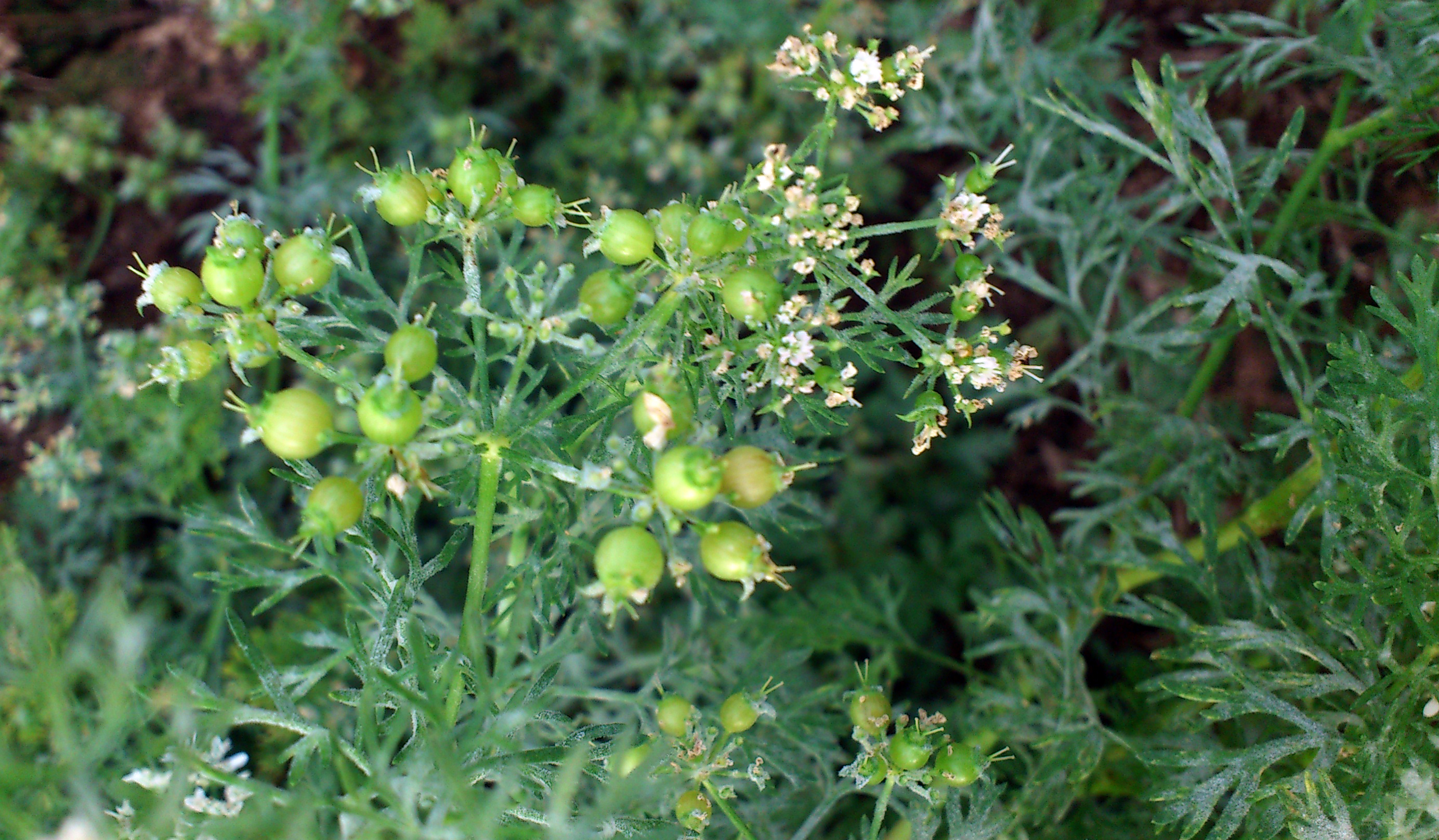 Bulk Coriander Seeds Ground lb