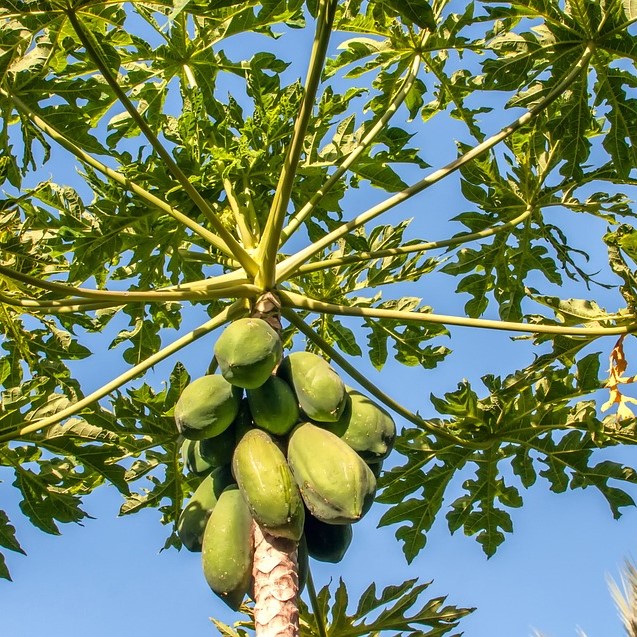 Papaya Leaf Flakes c/s lb