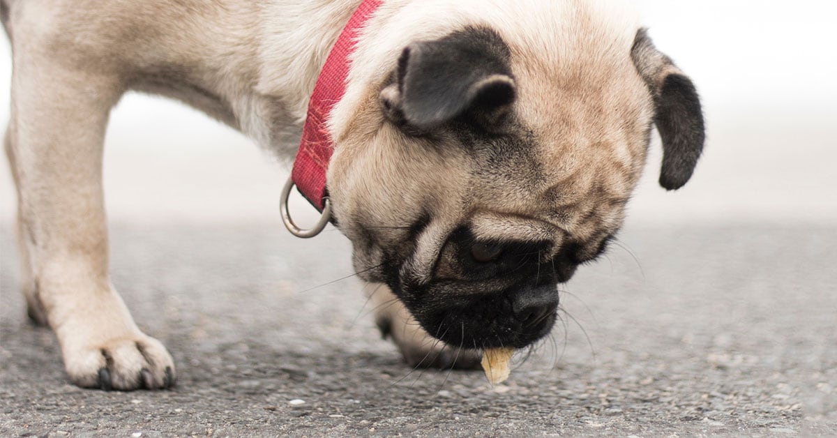 How to Make a Dog Throw Up After Eating Something Bad? Bulldogology