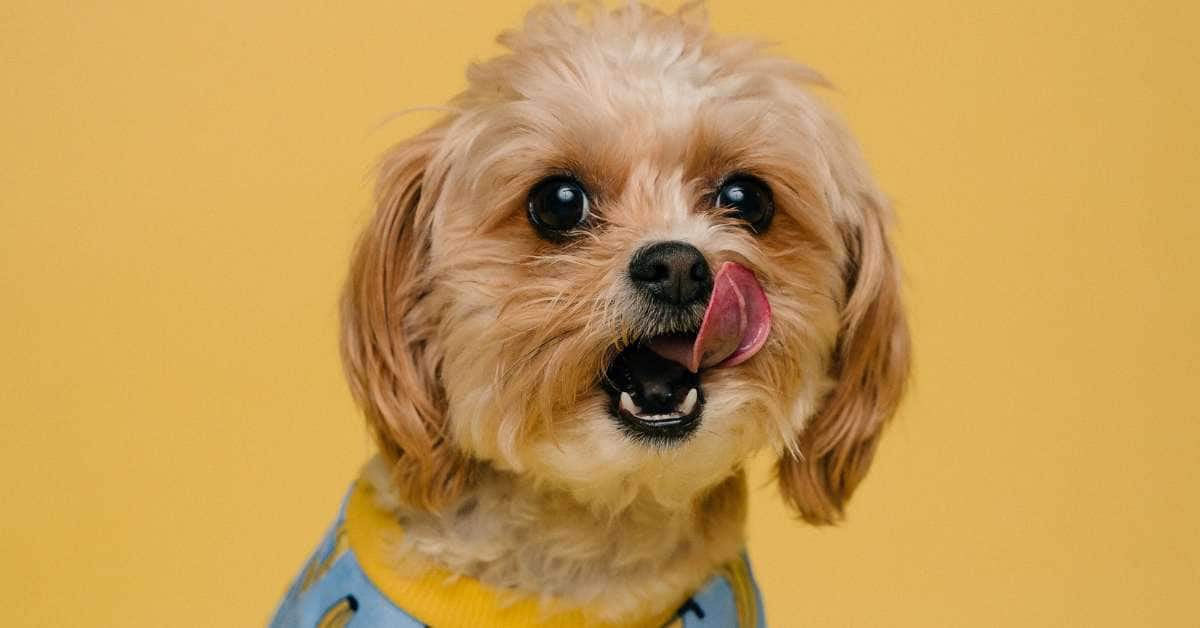 What to Feed a Sick Dog with No Appetite Expert Tips & Tasty