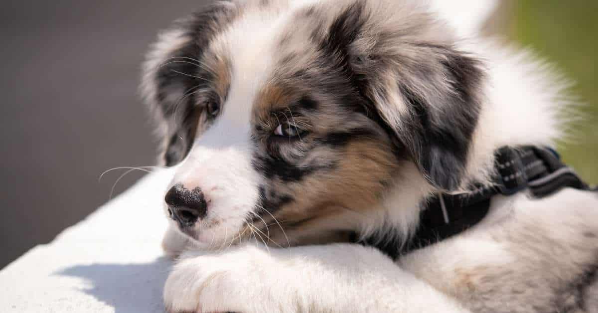 Why Does My Dog Keep Shaking His Head? Should I Worry?
