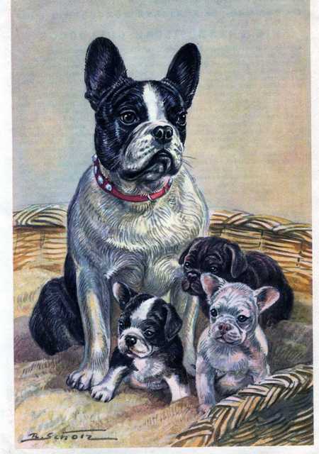 Vintage French Bulldog photo.
