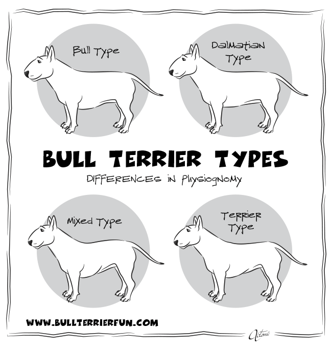 Bull Terrier Appearance