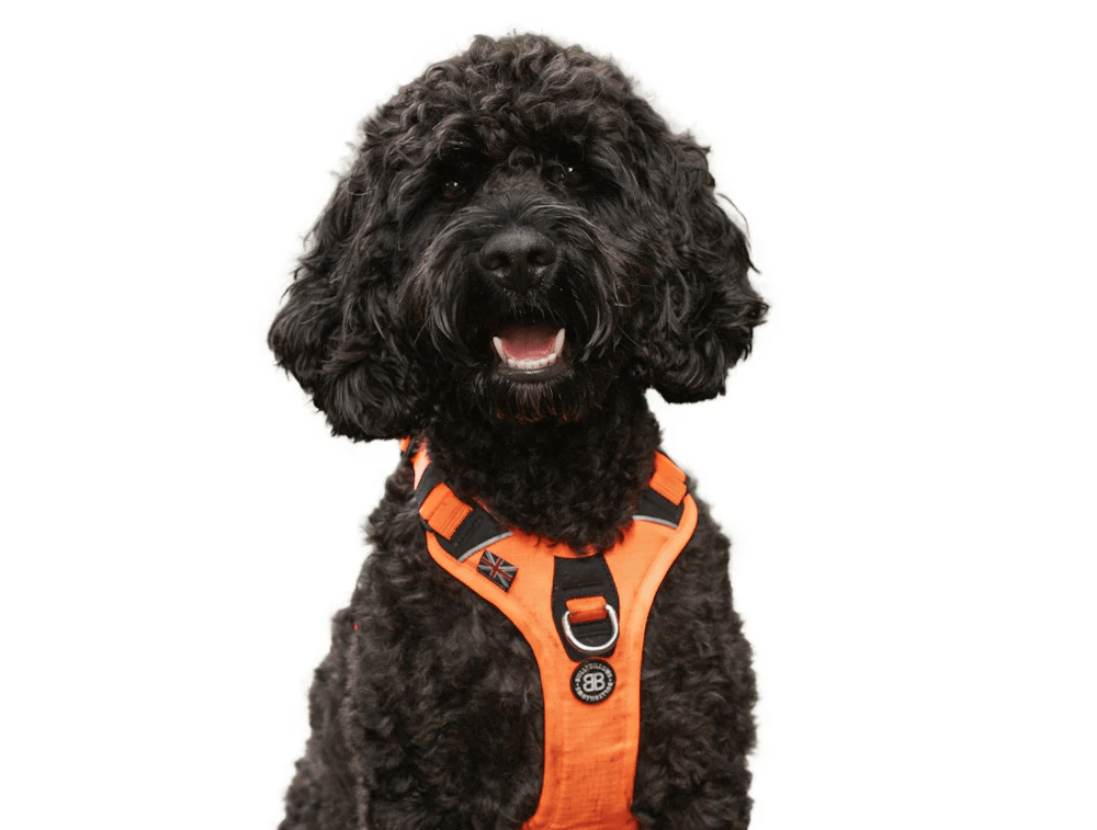 Harnesses, Collars & Leads for Cockapoos BullyBillows