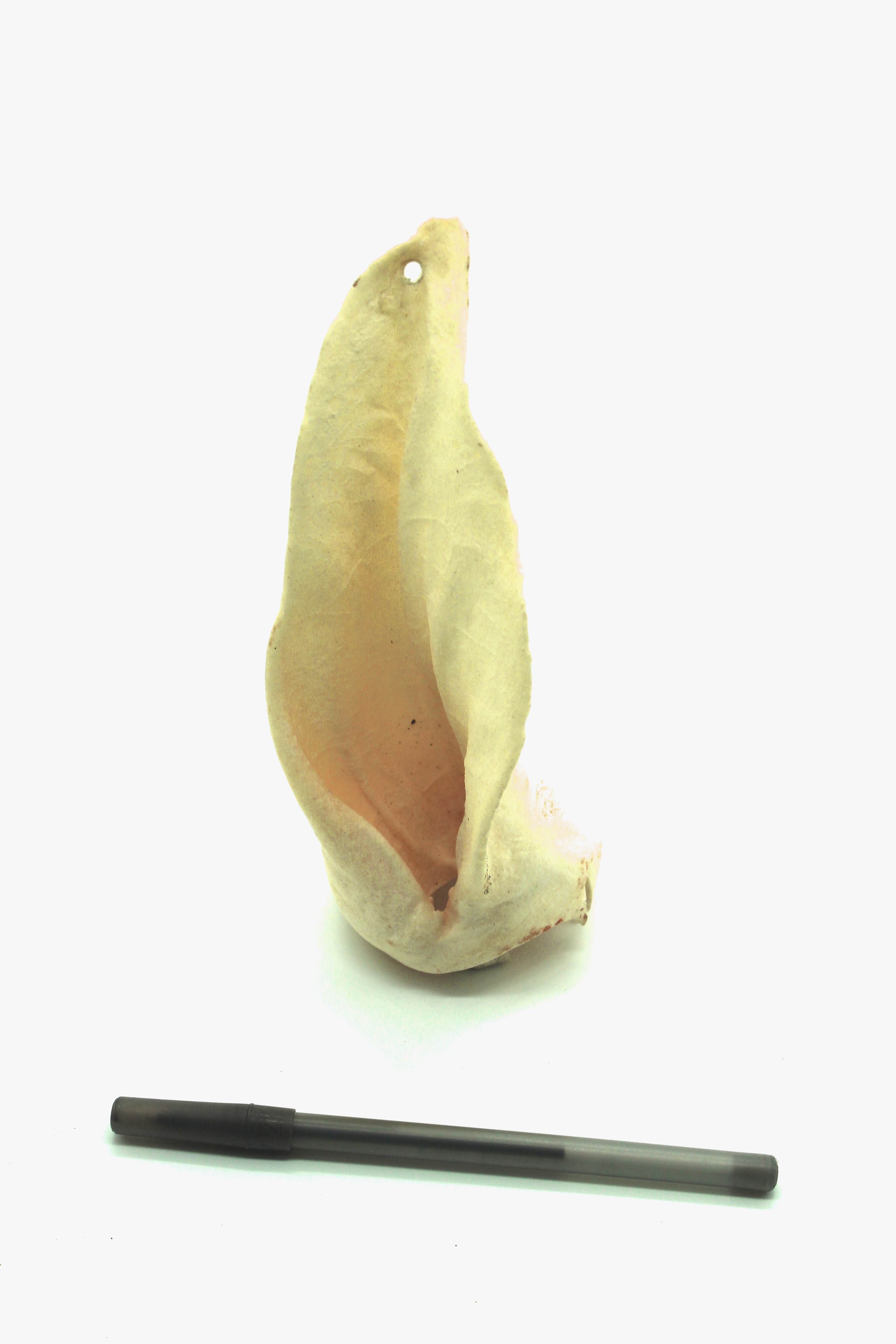 Puffed BUFFALO Ears LOW FAT (Box of 50) BullySticks.ca