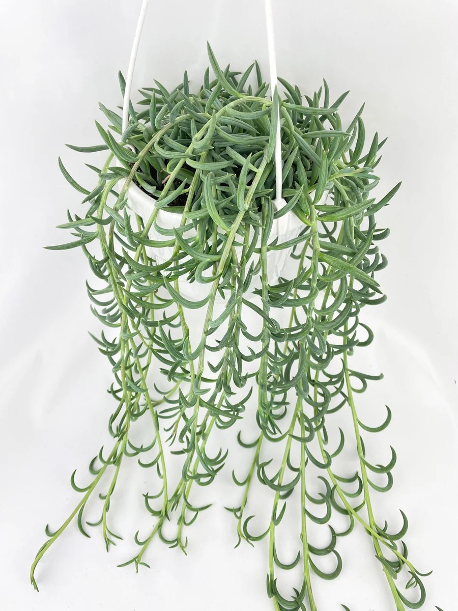 String of Fish Hooks Bumble Plants