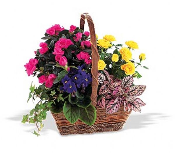 Sympathy Plant Basket (TF1911) Bunches Flower Co.