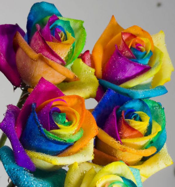 4 Rainbow Roses (RSR0411) Bunches Flower Co.
