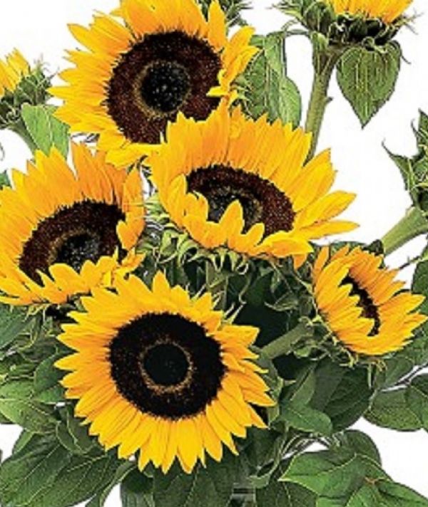 Super Sunflower Bunch (CF1203) Bunches Flower Co.