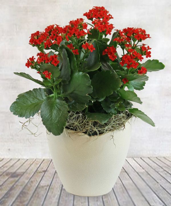 Kalanchoe Pot (XM1604) Bunches Flower Co.