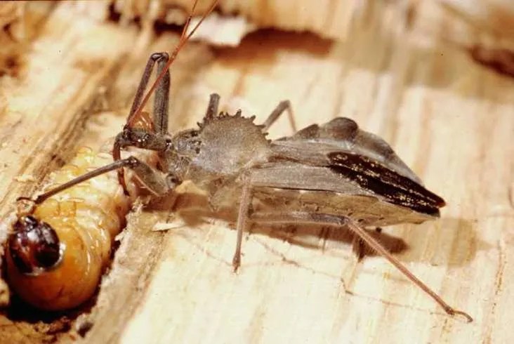 Parasitoids Extension Master Gardener Volunteers of County