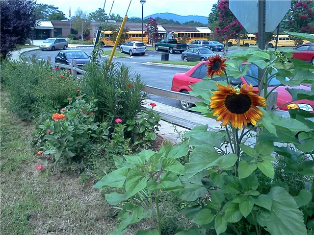 Category Pollinator Gardens