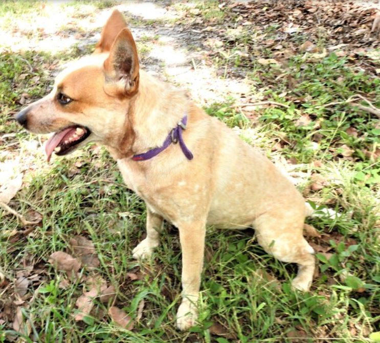 Cattle dog Tilly needs a loving family to call her own Bundaberg Now