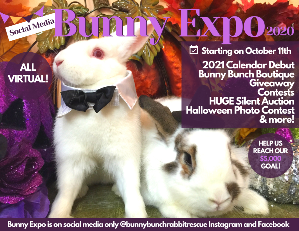 2020 Social Media Bunny Expo The Bunny Bunch