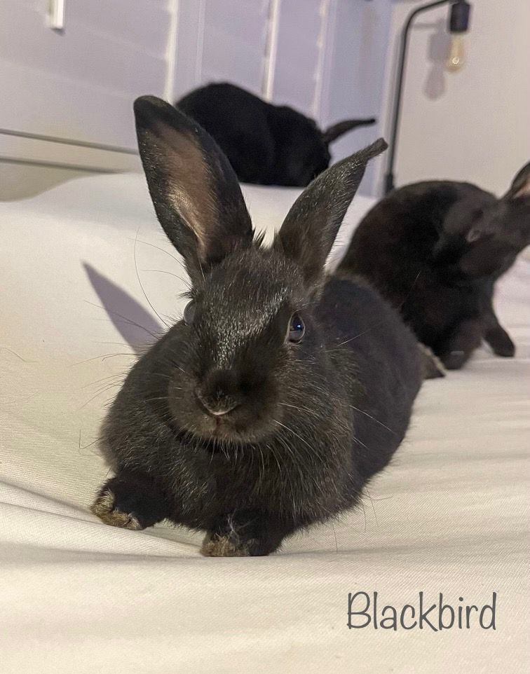 Blackbird The Bunny Bunch