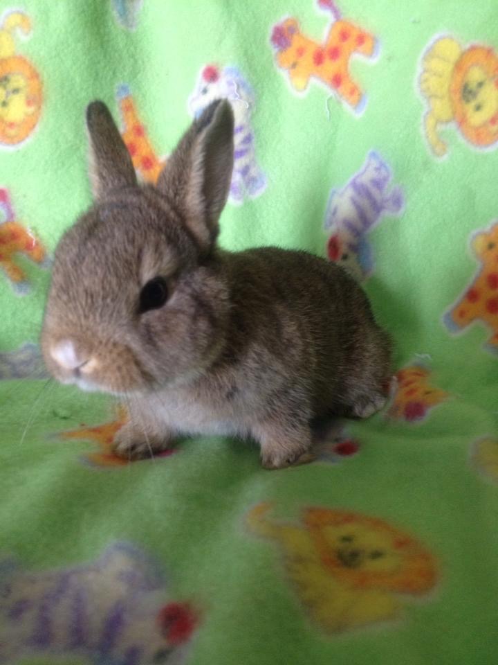 How Long Has Bunny Bunch Been Rescuing Rabbits? The Bunny Bunch
