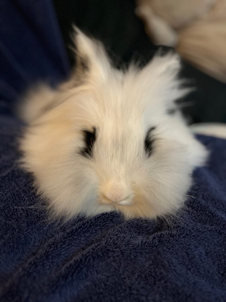 June The Bunny Bunch