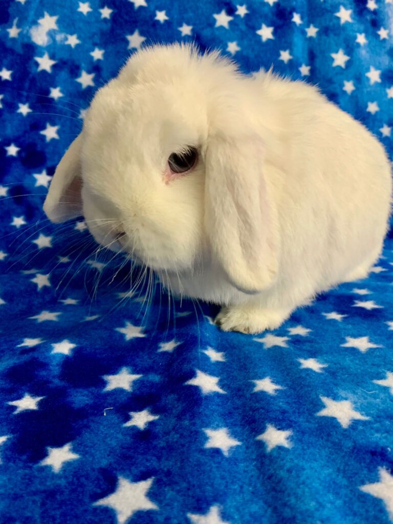 Mochi The Bunny Bunch