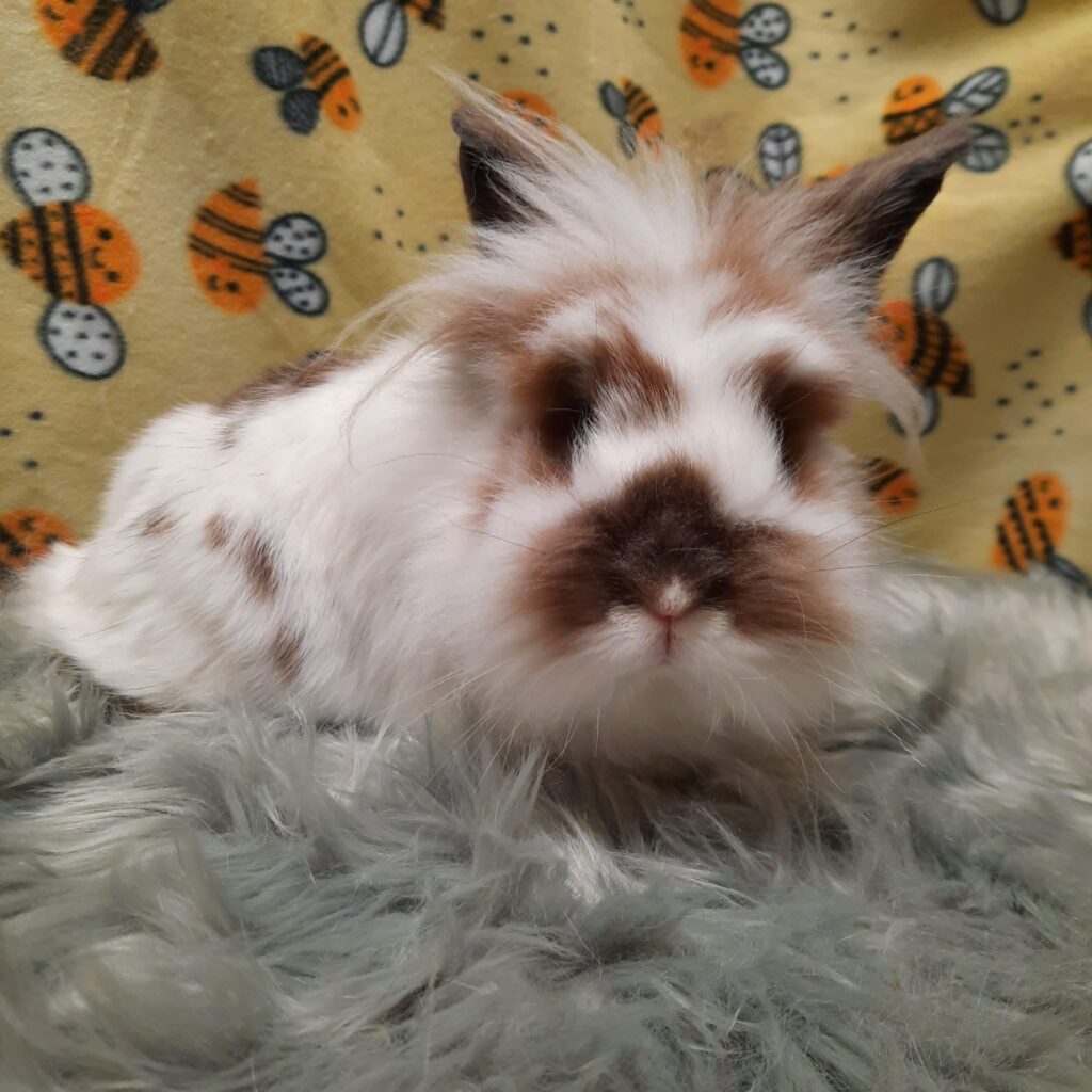 Olive The Bunny Bunch