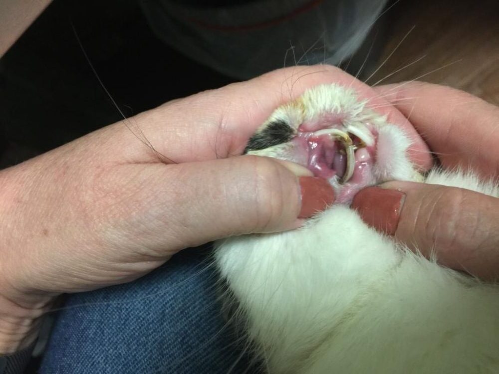 Rabbits with incisor malocclusion The Bunny Bunch