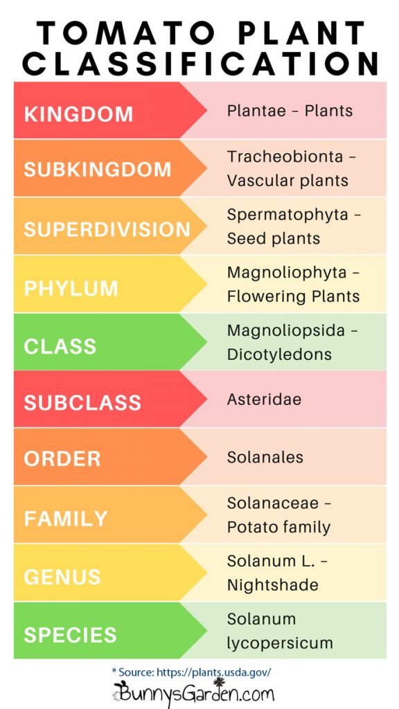 Ultimate Tomato Plant Care Tips Cheat Sheet Bunny's Garden
