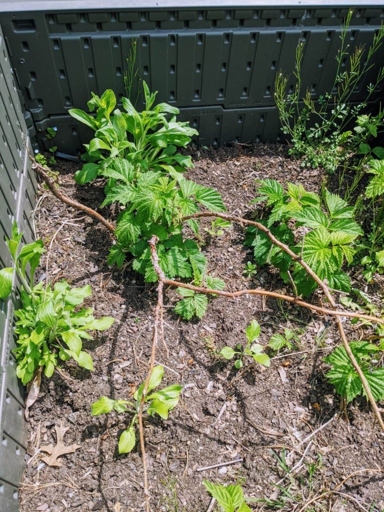 Pruning Raspberries Trimming Everbearing & SummerBearing Crops Bunny's Garden
