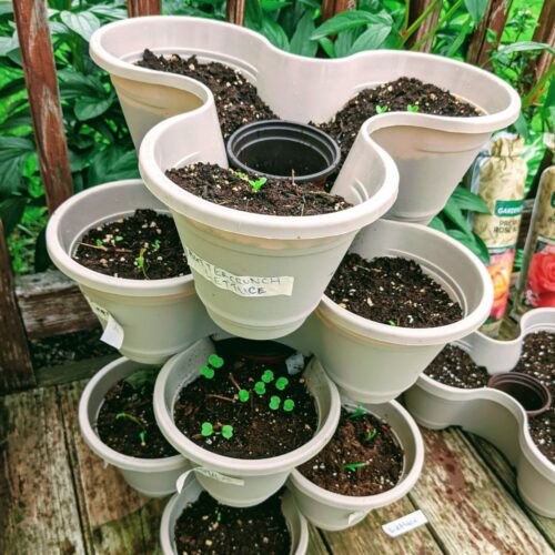 Dollar Tree Stackable Planters Review and Tips Bunny's Garden