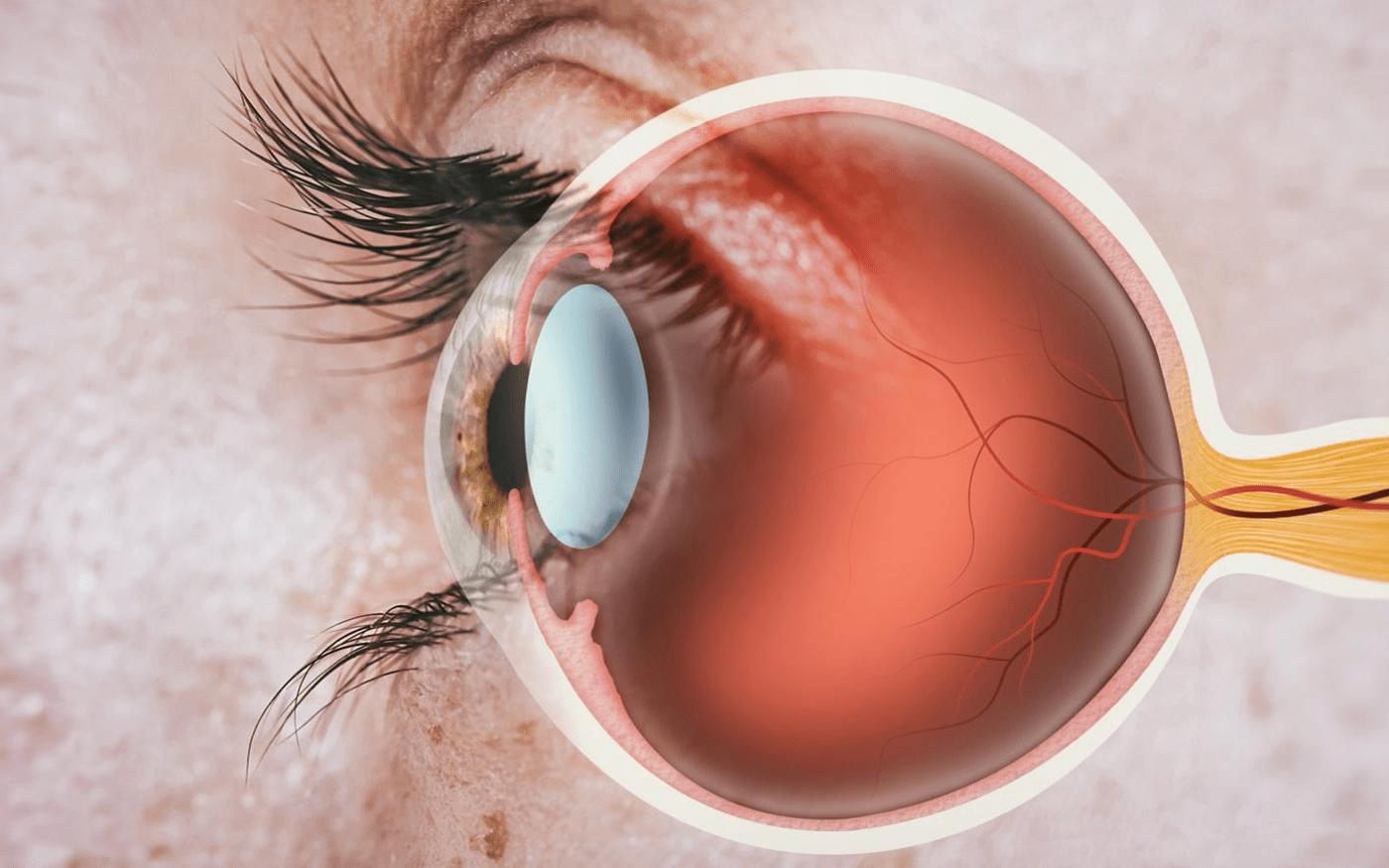 Comprehensive Eye Exams in Burbank BOC