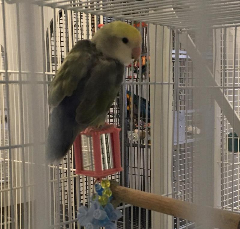 Is Mango Safe For Birds at Cheryl Barker blog