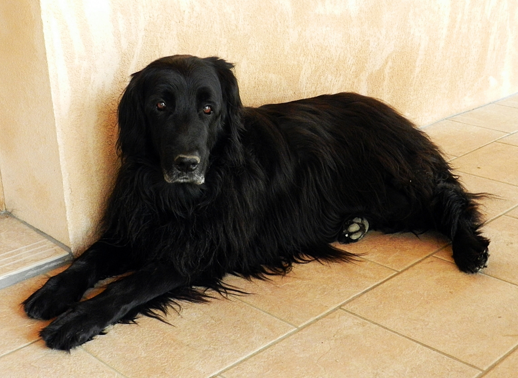 Ferienhaus in Burgund, Urlaub mit dem Hund in Frankreich nahe der Weinberge