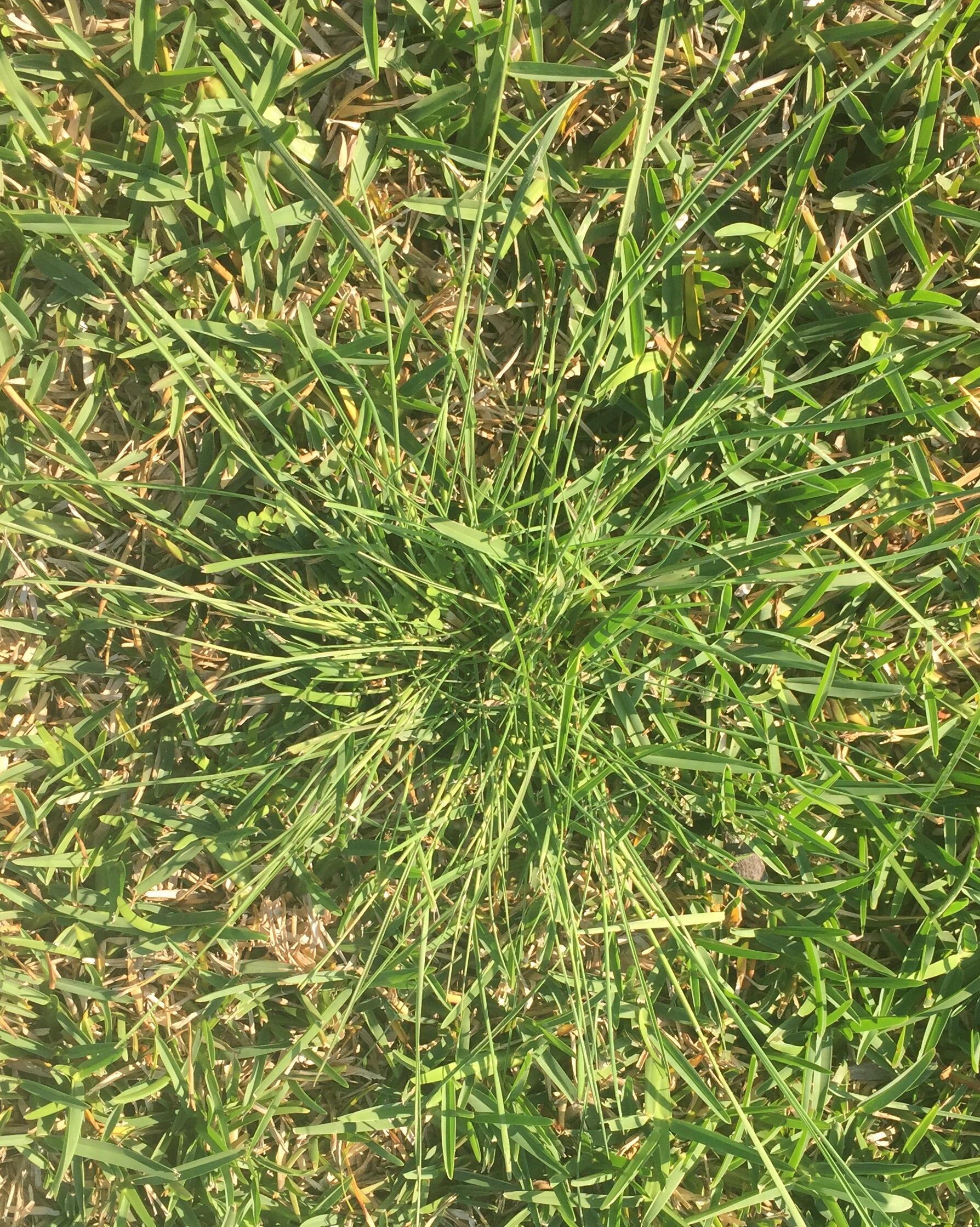 Weed Problem Burke's Backyard