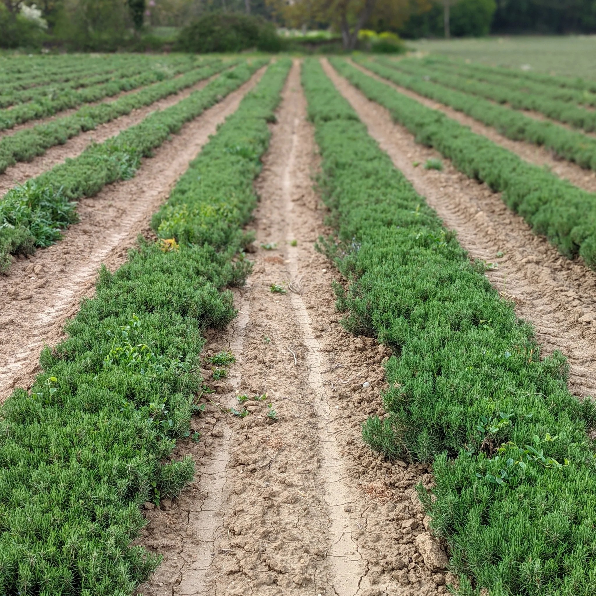 Limestone Rosemary Burlap & Barrel