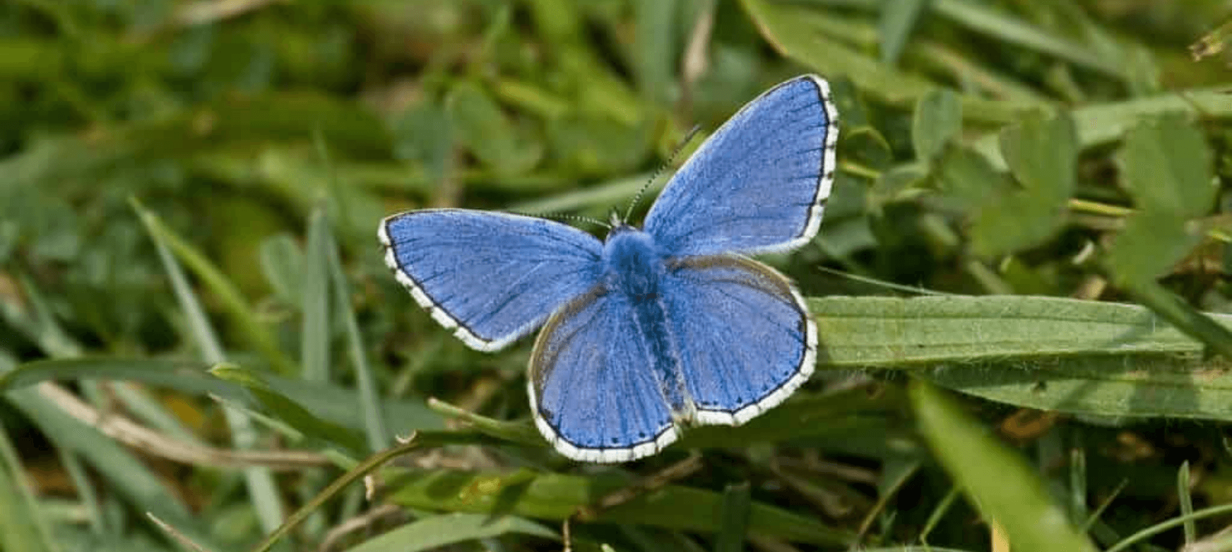 Blue Butterfly Burnbake
