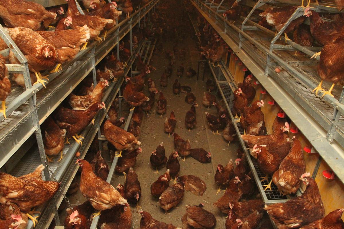 Burnbrae Farms & Naturegg Free Run Eggs