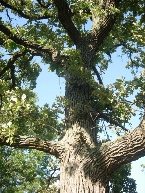 Buy Bur Oak Trees Online Burnt Ridge Nursery SaleBurnt Ridge Nursery