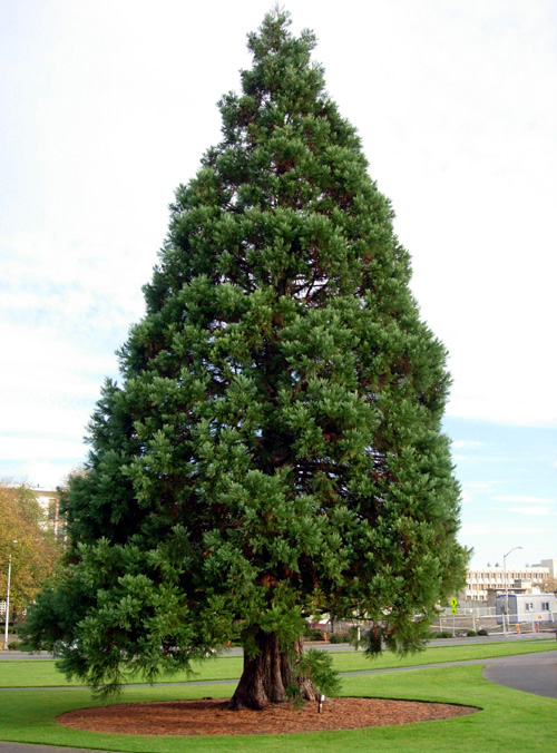 Giant Sequoia Native Conifer Trees Burnt Ridge Nursery