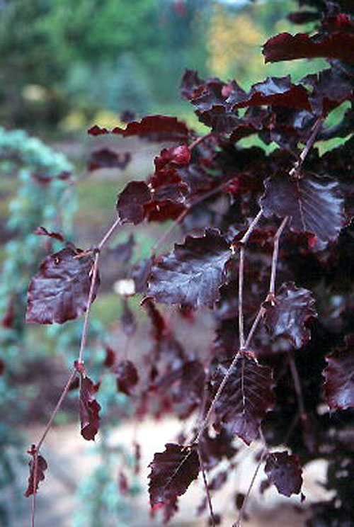 RED OBELISK BEECH (Fagus sylvatica)Burnt Ridge Nursery