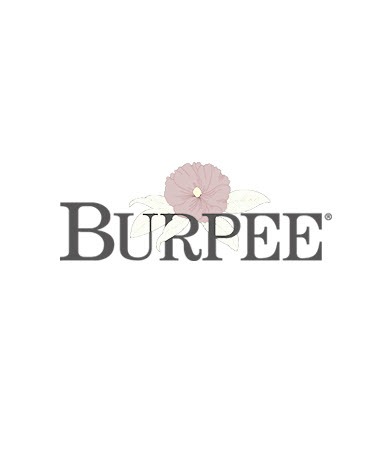 Blueberry, 90 days Northern Collection Burpee