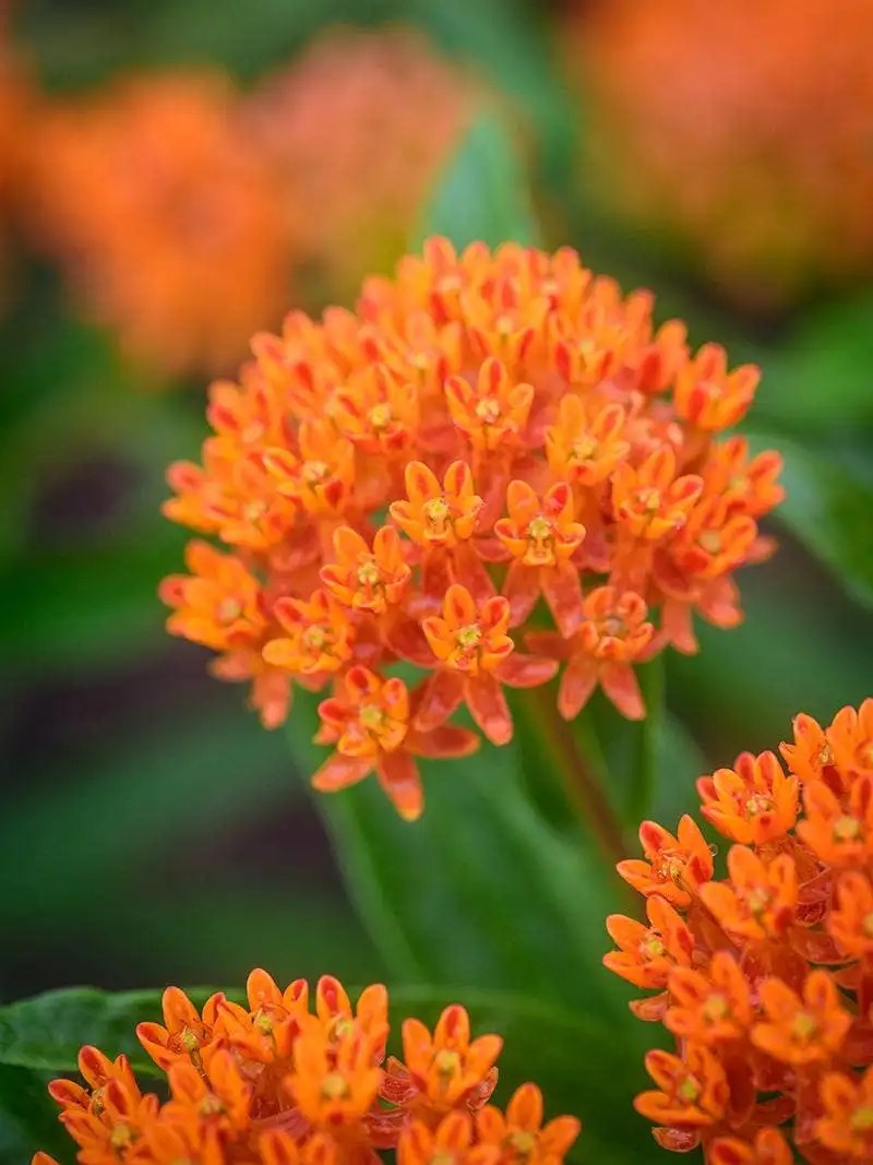 Starting Perennial Flowers From Seed Burpee