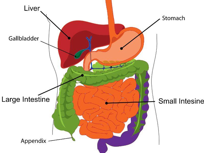 How Long Does It Take To Digest Bread? Busby's