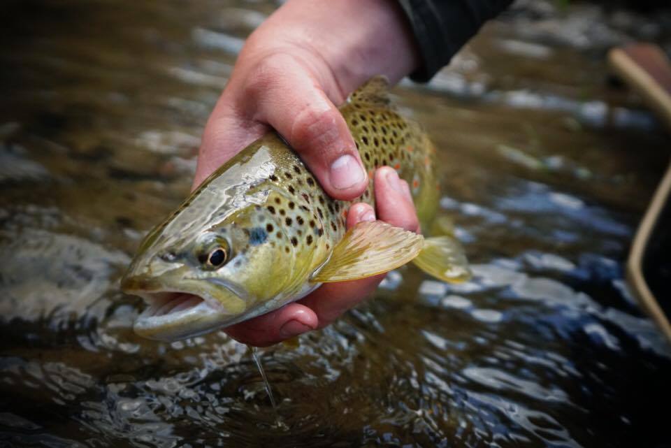 5 tips for fishing Alberta's spring creeks The Bushwhackers Society