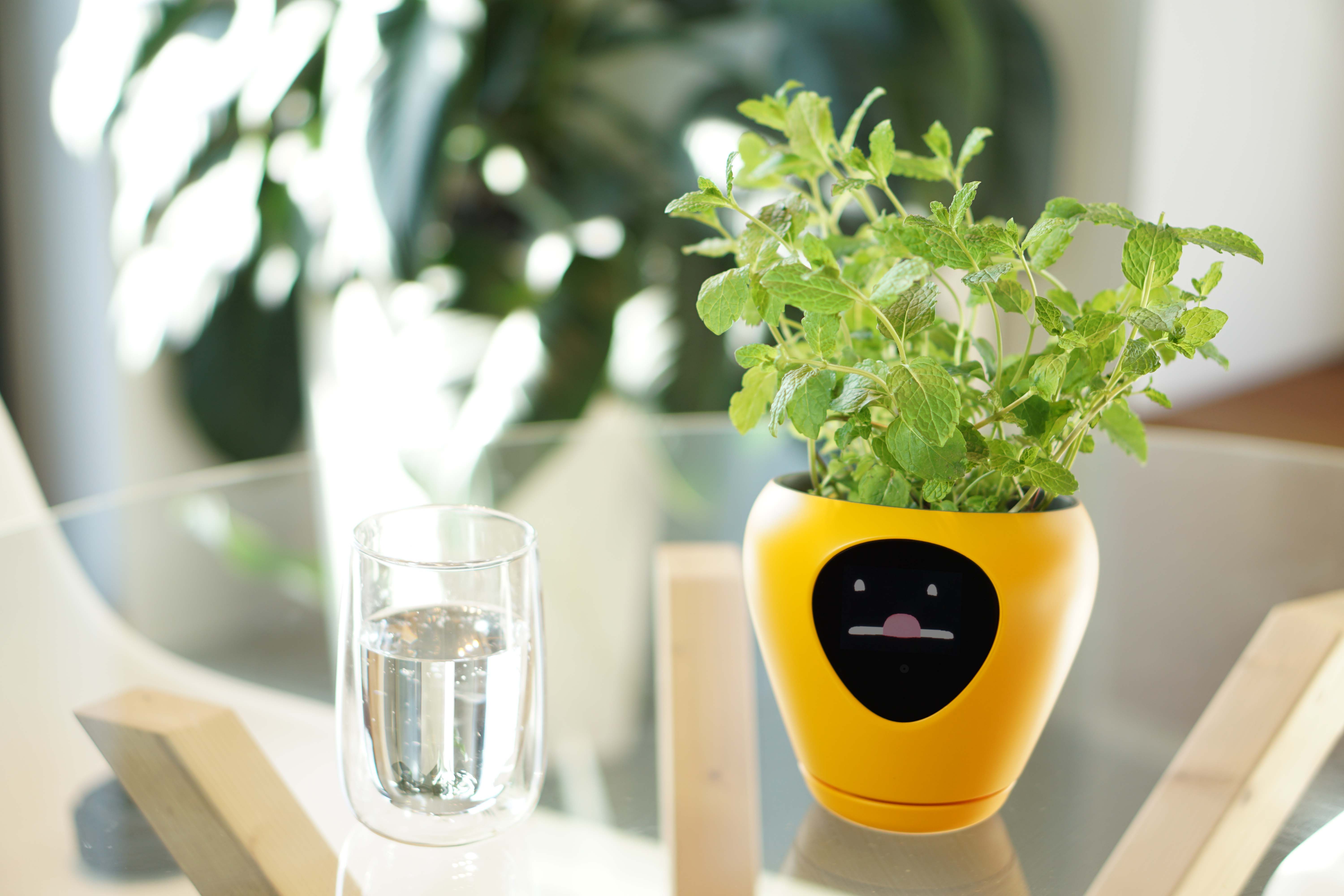 Lua Der erste Blumentopf für Pflanzenliebhaber ohne grünen Daumen