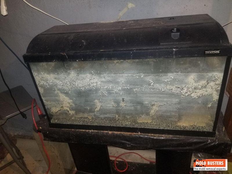 Is White Mold Dangerous? How to Remove White Mold